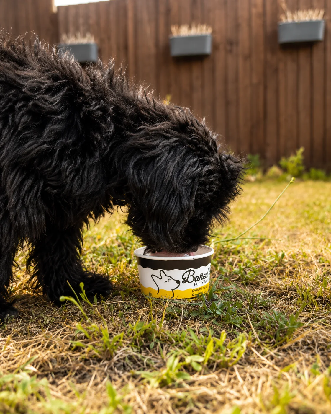 Doggy Ice Cream at Baked For You